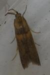 Etiella zinckenella