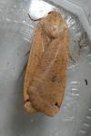 Noctua pronuba