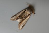 Pheosia tremula