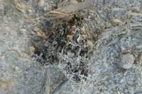 Callopistria latreillei