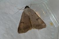 Lygephila craccae