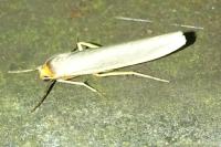 Eilema caniola