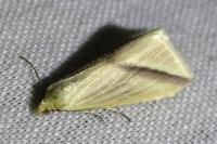 Rhodometra sacraria