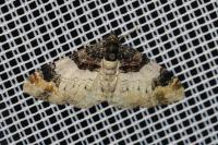 Catarhoe cuculata
