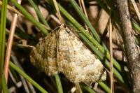 Coenotephria ablutaria