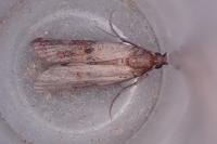 Plodia interpunctella