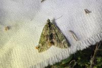 Chloroclysta siterata