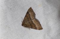 Larentia clavaria