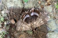 Catocala fraxini