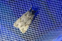 Lithophane ornitopus