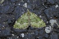 Colostygia olivata