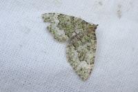Colostygia olivata
