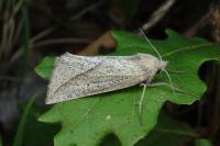 Compsoptera opacaria