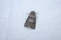 Cymatophorina diluta