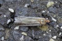 Denticera divisella