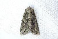 Dryobotodes eremita