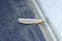 Eilema caniola