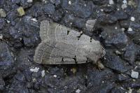 Eugnorisma glareosa