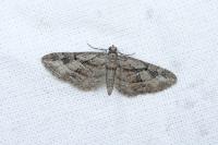 Eupithecia ericeata