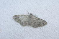 Eupithecia semigraphata