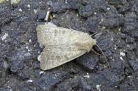Hoplodrina ambigua