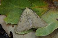 Isturgia miniosaria