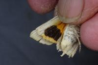 Noctua tirrenica
