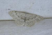 Scopula marginepunctata