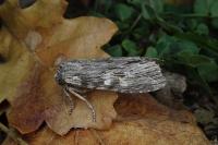 Scotochrosta pulla