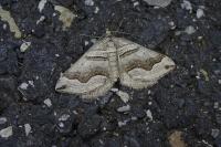 Scotopteryx peribolata