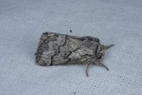 Trichiura crataegi