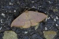 Watsonalla uncinula