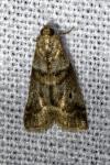 Acrobasis consociella