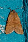 Agrochola lychnidis