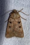 Eugnorisma glareosa