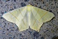Ourapteryx sambucaria