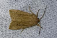 Rhizedra lutosa
