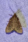 Hypsopygia glaucinalis