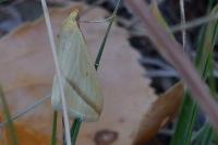 Rhodometra sacraria