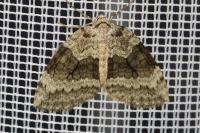Epirrita