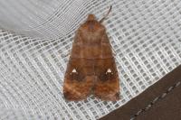Eupsilia transversa