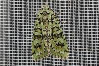 Griposia aprilina