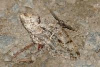 Peribatodes rhomboidaria rhomboidaria