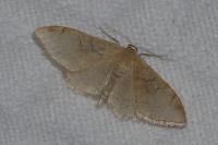 Idaea degeneraria