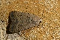 Caradrina clavipalpis