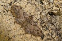 Gymnoscelis rufifasciata