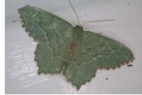 Hemithea aestivaria