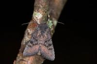Aporophyla nigra
