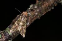 Dryobotodes eremita