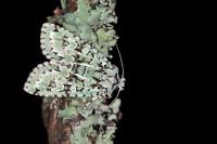 Griposia aprilina